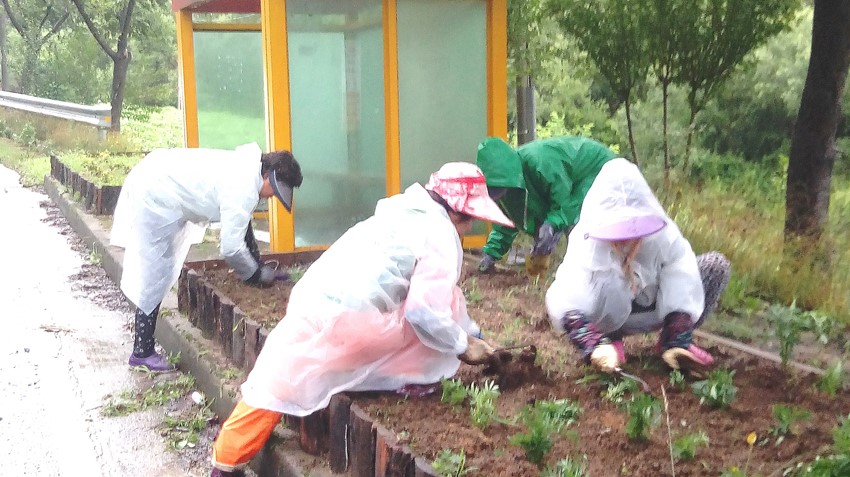 2.보문면 새마을협의회 꽃길조성 작업 실시